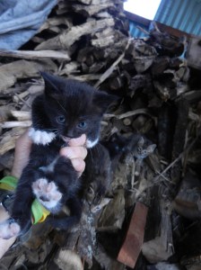Kittens in the woodpile