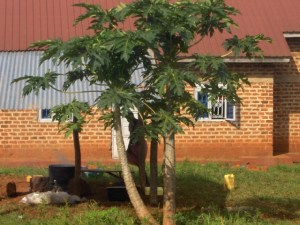 Temporary kitchen and sun shade shelter.