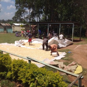 Drying and adding pesticide.  LSH stores a years worth.